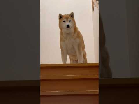 柴犬福 兄よりも買ったものに目がいってる時のお出迎え🤣Brother and Shiba🤣shorts funny 柴… サムネイル