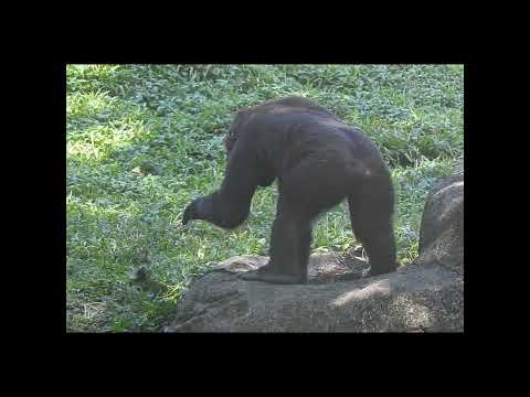 #gorilla brothers Jabali 5y old & Ringo 4y5m old. #shorts.… サムネイル