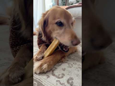 coming home to my golden retriever🥵goldenretreivers dog pup… サムネイル