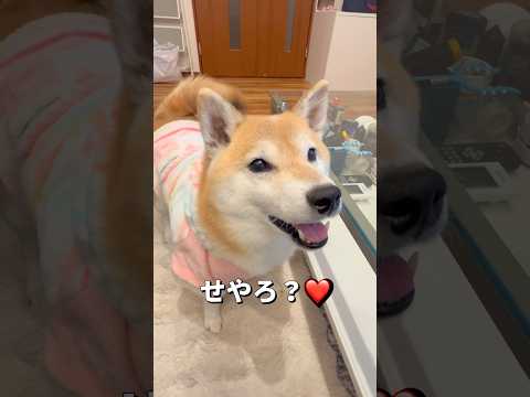 めんどくさがりな天才😂#柴犬 #shibainu #shorts サムネイル