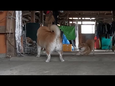 相談者：『カッってして親子で遊び始めてなかなか集まってくれません』 サムネイル