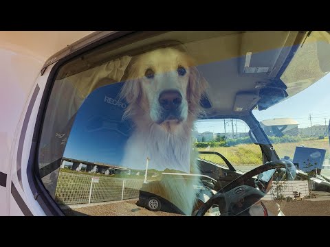 大好きな場所に興奮して運転席に来ちゃうどデカい愛犬が可愛すぎるww サムネイル