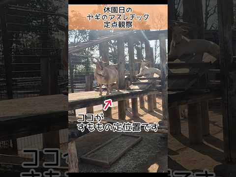 【休園日の定点観察】ヤギのすももの定位置はココです。東武動物公園 癒し かわいい 動物 動物園 zoo animals… サムネイル