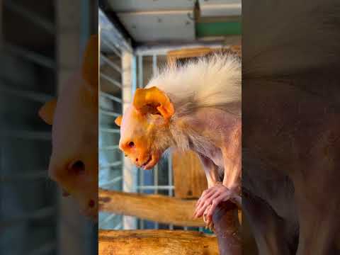 バナナを頬張る横顔も可愛いコモンおばあちゃん♪shorts コモンマーモセット おばあちゃん サムネイル