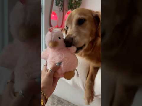 golden retriever puppies for sale🥵india retreiver dog puppy… サムネイル