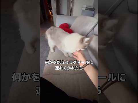 急に手を噛んできたラグドール。なんと一緒にお昼寝したくて連れてかれたみたい。 ラグドール ラグドール子猫 長毛猫 sh… サムネイル