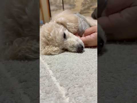 shorts 今夜のタローちゃん　トイプードル　2026年2月3日 サムネイル