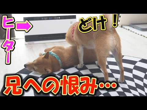 兄への仕返しに、ヒーターの前から頑なに動こうとしない末っ子柴犬が可愛い。 サムネイル