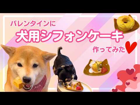 バレンタインに犬用シフォンケーキ作ってみた♪ サムネイル