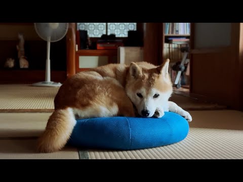 ご自慢のスライムをスルーされてショックな柴犬　Momo’s Favorite Slime Plush サムネイル