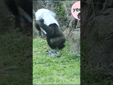 Gorilla Jabali布蓋頭上追Ringo玩 gorillatag taipeizoo 金剛猩猩 台北市立動物園 サムネイル