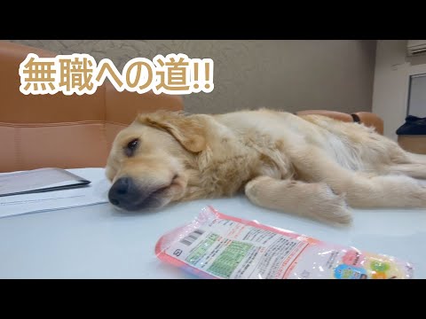 無職への道が始まる。ゴールデンレトリバーティト サムネイル