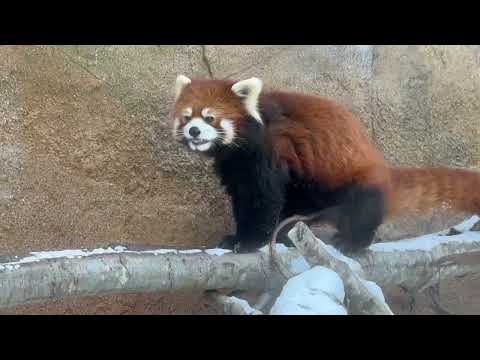 大福くん☺️ レッサーパンダ　那須どうぶつ王国にて　2026年1月9日 サムネイル