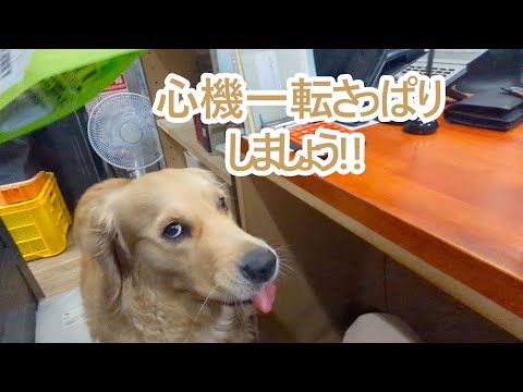 心機一転に向けてさっぱりしましょう。ゴールデンレトリバーティト サムネイル