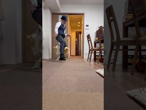 柴犬とん君とスリラー踊ってみた　柴犬　柴犬とん サムネイル