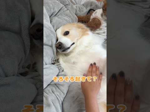 愛犬の寝起きの個性が強すぎて朝からカオスｗ【ボーダーコリー・ゴールデンレトリバー】shorts サムネイル