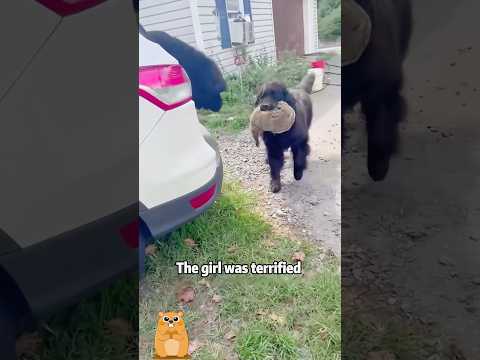 Woman saves groundhog from her mouth puppy! 🐶 #animals #fun… サムネイル