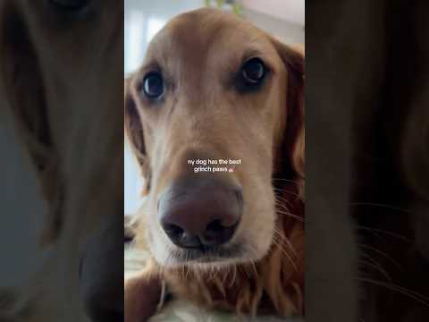 coming home to my golden retriever🥵goldenretreivers dog pup… サムネイル