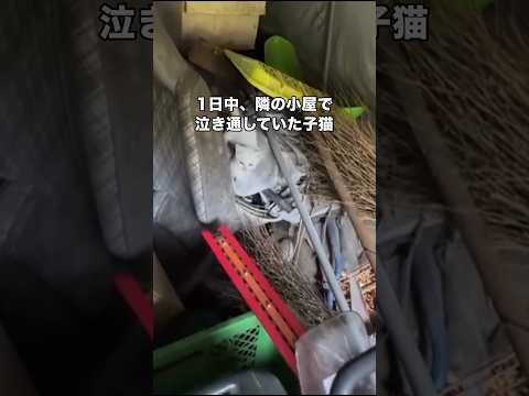 最愛の猫を亡くして3週間後に現れた小さな命 野良猫 保護猫 子猫 shorts サムネイル