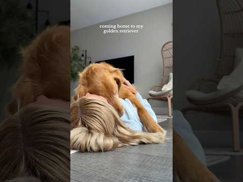 coming home to my golden retriever🥵goldenretreivers dog pup… サムネイル