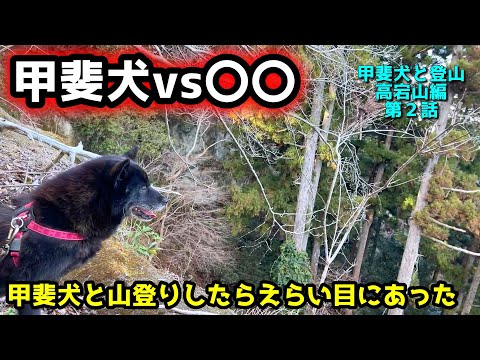 甲斐犬と山登りしたら獣の住処に迷い込んだ【甲斐犬と登山　高宕山編：第２話】 サムネイル
