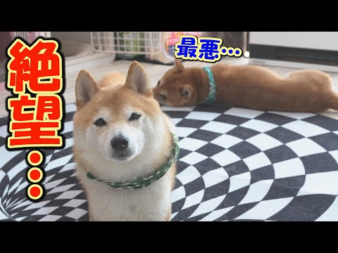 自分のテリトリーに侵入した兄に、パニックになる末っ子柴犬のリアクションが可愛すぎました。 サムネイル