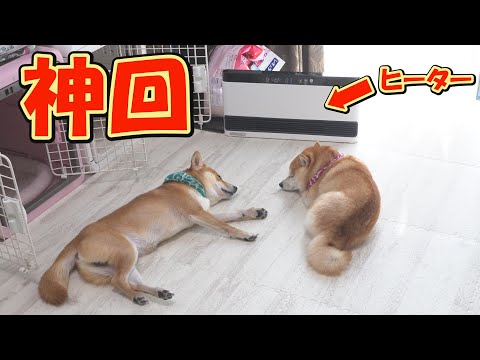 ヒーター依存症の柴犬が、一日の最後を最高のオチで締めくくり大爆笑しました。 サムネイル