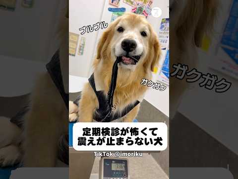 定期検診が怖くて震えが止まらない犬　ゴールデンレトリバー　犬 大型犬　動物病院　犬のいる暮らし サムネイル