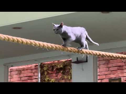 ワカバちゃん登場〜！なかなか見れない猫によるショー ザ・キャッツ　那須どうぶつ王国にて　2026年1月30日 サムネイル