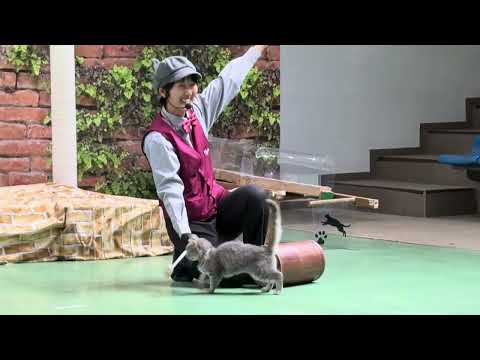 ラパちゃん！なかなか見れない猫によるショー ザ・キャッツ　那須どうぶつ王国にて　2026年1月30日 サムネイル