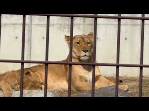 シルク母さんとボーイズとアース父さんとベガちゃん☺️ ライオンファミリー　のんほいパークにて　2026年2月13日 サムネイル