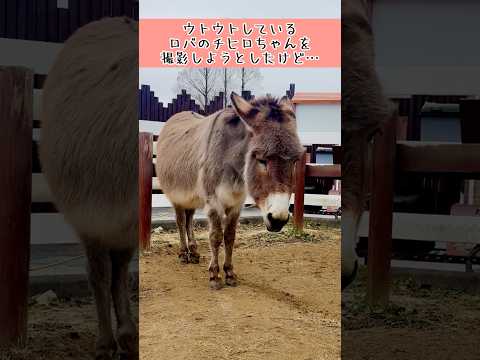 ウトウトしているロバのチヒロちゃんを撮影しようとしたけど… 東武動物公園 動物 癒し かわいい animals 可愛い… サムネイル