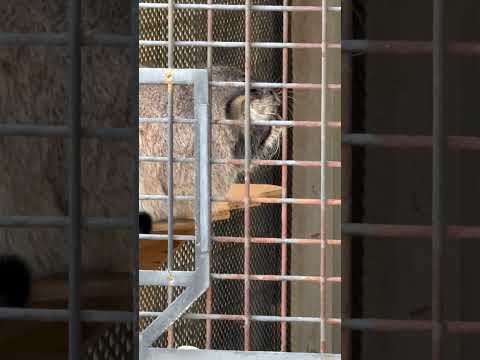 shorts マヌルネコのイーリスくん　王子動物園　2025年12月27日 サムネイル