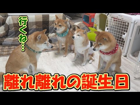 やむを得ず、兄弟犬と離れ、誕生会を行うことにしました。【幾三の誕生日】 サムネイル