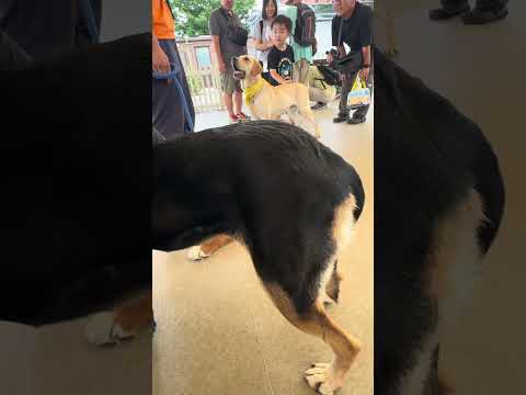 shorts ニュージーランドハンタウェイのジュディちゃん　那須どうぶつ王国　IMG 8002 サムネイル