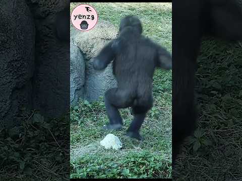 funny Ringo cute moves gorilla gorillatag taipeizoo 金剛猩猩 台北… サムネイル