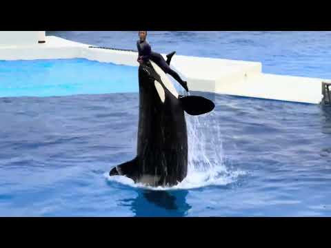 3回目オルカ クリスマス パフォーマンスより　須磨シーワールドにて　2025年12月25日 サムネイル