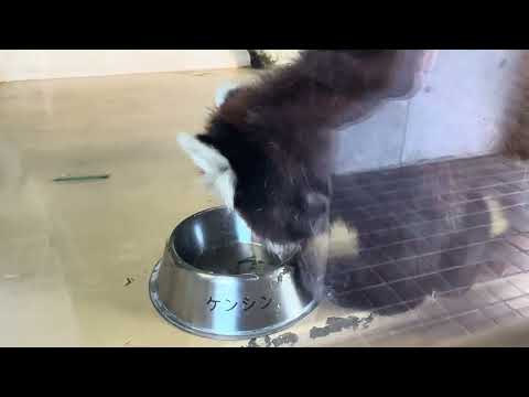 ガラスのお部屋にケンシンくん　レッサーパンダ　大森山動物園　IMG 3456 サムネイル