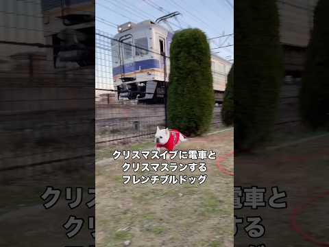 クリスマスイヴに電車とクリスマスランするフレブル フレンチブルドッグ フレブル クリスマス shorts サムネイル