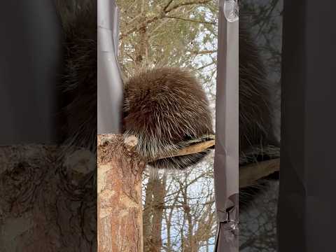 shorts カエデちゃんとヤマダくん　カナダヤマアラシ　那須どうぶつ王国にて　2026年1月9日 サムネイル