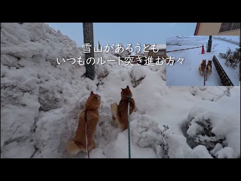 2026年2月2日(月) お散歩コースが除雪で山になっていた場合 サムネイル