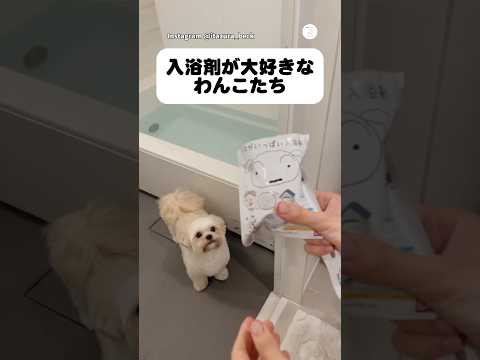 入浴剤が大好きなわんこたち🐶　犬　いぬ　入浴剤　犬のいる暮らし 多頭飼い サムネイル