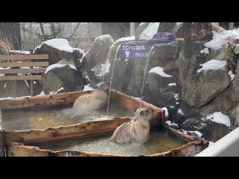 明日のカピバラ長風呂決戦を前に！！　那須どうぶつ王国にて　2026年1月9日 サムネイル