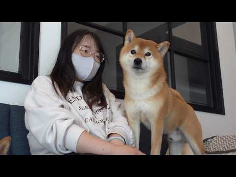 ママ病院だから癒して！柴犬にお願いした結果がイケメンすぎる。 サムネイル