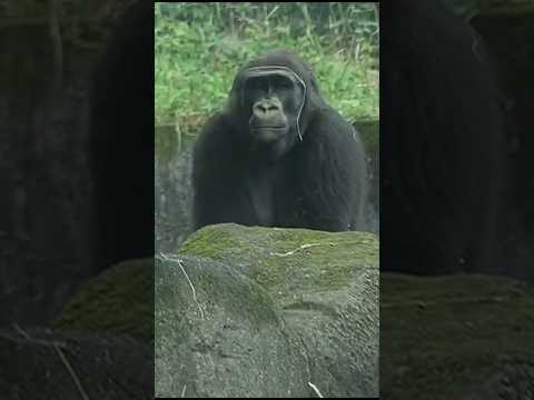cute gorilla Iriki beating chest gorillatag taipeizoo 台北市立動… サムネイル