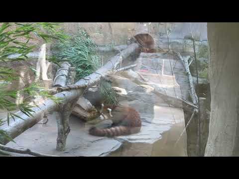 朝のモグモグ  グミママさんとモナカちゃん　レッサーパンダ　那須どうぶつ王国にて　2026年3月1日 サムネイル