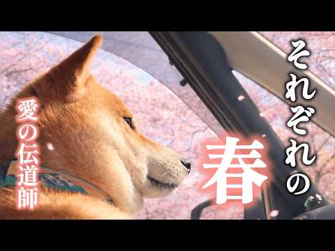 柴犬はルンルン、池ではゲコゲコ サムネイル