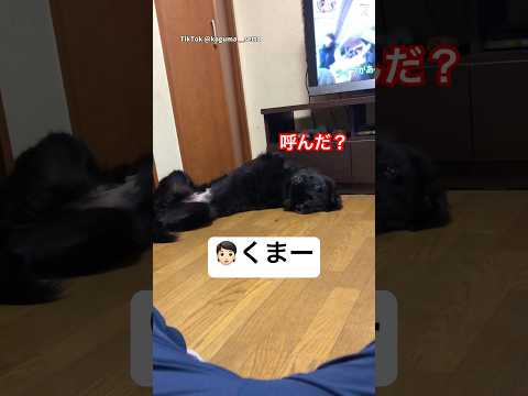 ほんまに熊おると思った…超大型犬の正体　ニューファンドランド 超大型犬　犬　熊 衝撃 サムネイル