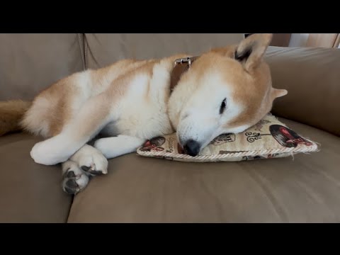 柴犬福 クッションの使い方上手い柴犬🤣Shiba-Sleep🤣 サムネイル