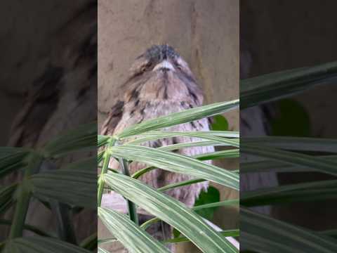 shorts どらやきちゃん起きてた😊　オーストラリアガマグチヨタカ　那須どうぶつ王国にて　2026年1月30日 サムネイル